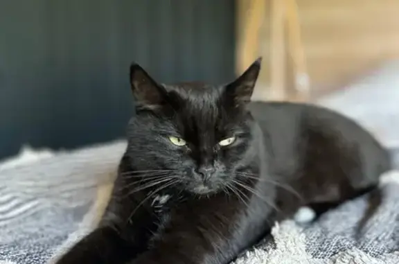 Пропала кошка, МО, жёлтые глаза, 6 лет