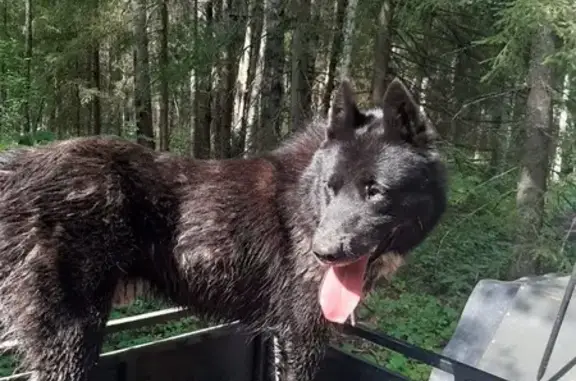 Пропала собака в Устье, Вологда