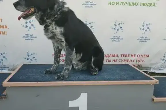 Пропала собака, ул. Мира 66, Ханты-Мансийск