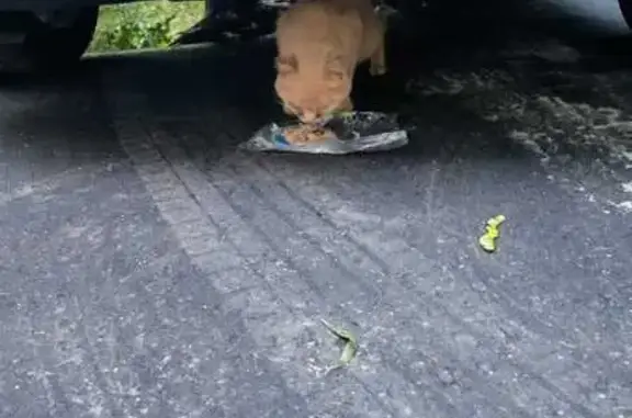 Найдена кошка, Профсоюзная ул. 75 к2