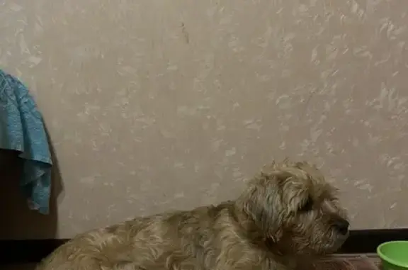 Найдена собака, Мирный, фото: Собака найдена: Тихонова 12/2, Мирный