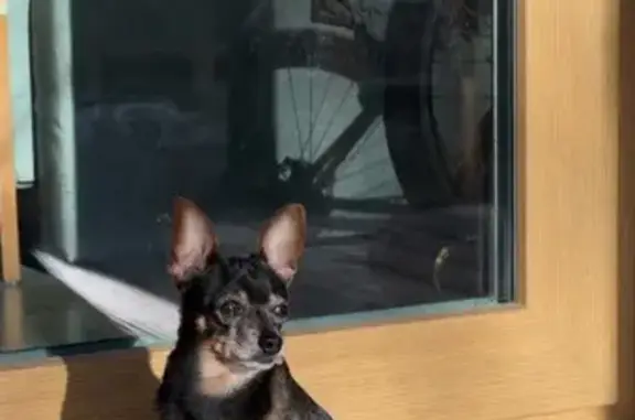 Пропал тойтерьер Рекс на базе «Уральская вотчина»