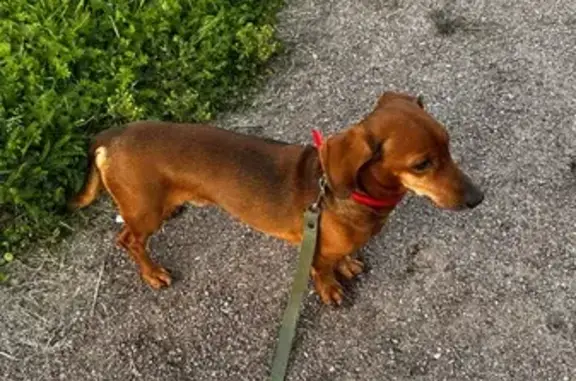 Такса найдена, ул. Бабушкина, СПб