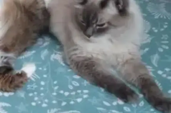 Кошки потеряшки, Красноярск, фото: Потеряшка кошка, Красноярск, Красноярский край