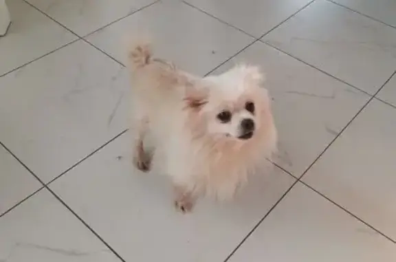 Найдена собака, Бронницы, фото: Чихуахуа найдена: Строительная 9, Бронницы