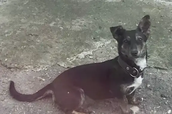 Собаки потеряшки, Михайловск, фото: Потеряшка собака, ул. Лизы Чайкиной, Михайловск