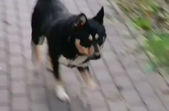 Собака найдена на пр. Народного Ополчения