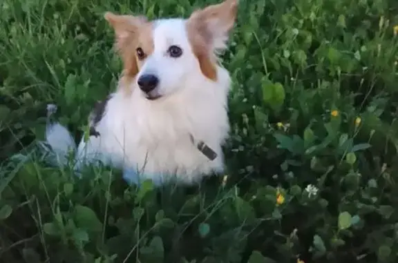 Собака найдена: Воткинское шоссе, Ижевск