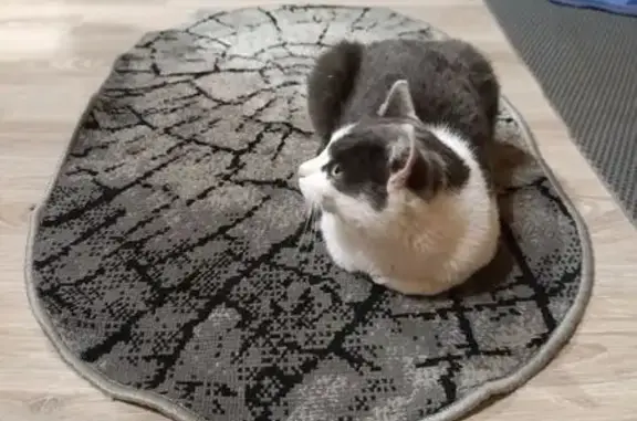 Кот найден на базе в Акташе, Алтай - photo