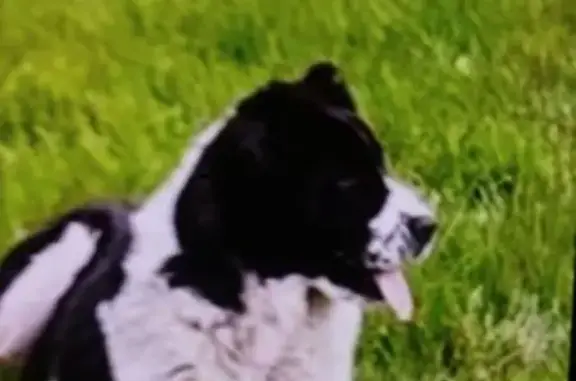 Собаки потеряшки, Московская область, фото: Потеряшка собака, МО, черно-белая, 1.5 года