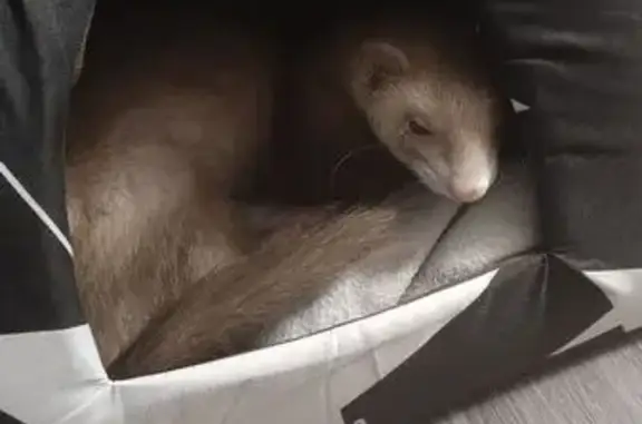 Пропал хорек Рыжий, Новосибирс...