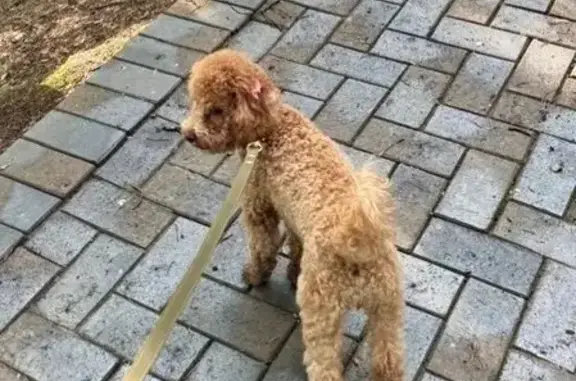 Пропала собака, Счастливая ул., МО