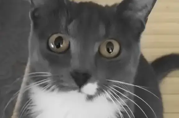 Кошки потеряшки, Ярославская область, фото: Потеряшка кошка, Курбское, Ярославская обл.