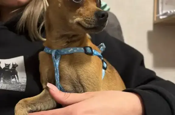 Найдена собака, Томск, фото: Собака найдена: ул. Карла Ильмера, 2, Томск