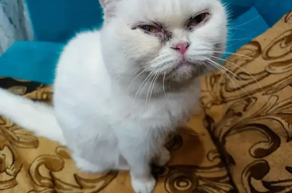 Кошка найдена: ул. Алёхина, Псков