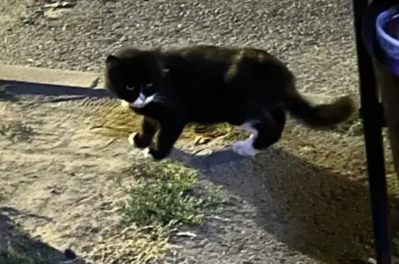 Кошка найдена: 13-я линия, Ростов-на-Дону