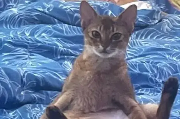 Кошки потеряшки, Ставрополь, фото: Потеряшка кошка, Сенгилеевская ул. 24