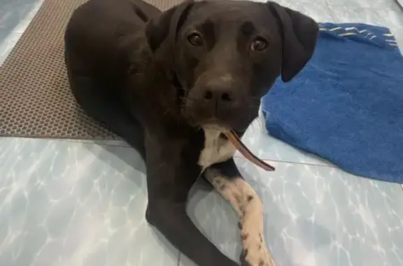 Найденные животные Ейск, фото: Найдена собака, Колхозная 11, Ейск