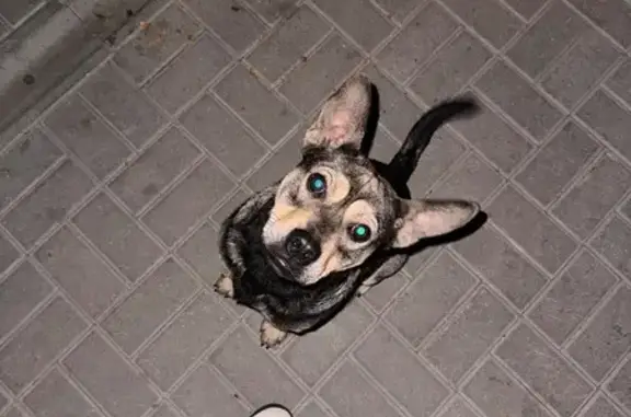 Найдена собака, Свободная ул. 4 к1, Тамбов