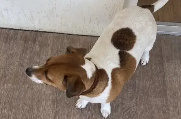 Пропала собака на трассе М4 «Дон», 1025 км