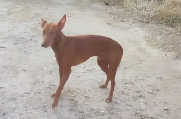 Найдена собака, , фото: Собака найдена: Черноморская ул., 54