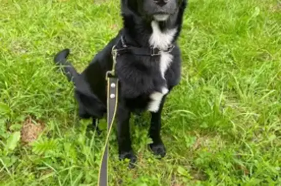 Собака найдена, Корабельная ул., СПб