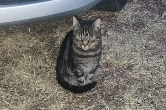 Найдена кошка, , фото: Кошка найдена: Черноморская, 54, Береговое