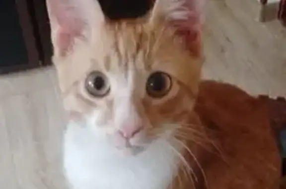 Кошки потеряшки, Георгиевск, фото: Потеряшка котик, ул. Урицкого, Георгиевск