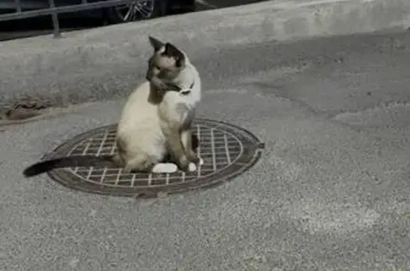 Найдена кошка, Ереван, фото: Сиамская кошка найдена в Давташене, 46/1