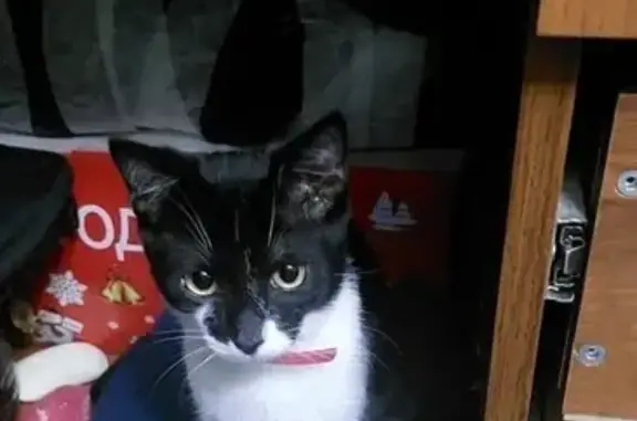 Кошки потеряшки, Нальчик, фото: Потеряшка кошка, Шалушкинская ул., Нальчик