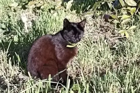 Черная кошка найдена: ул. Новосёлов, СПб