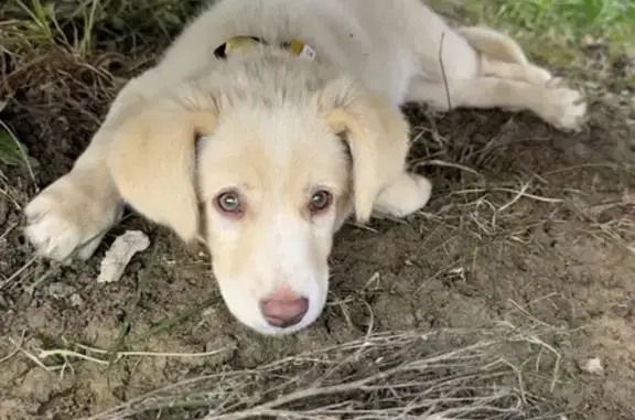 Найдена собака, Ишлеи, фото: Собака найдена: Советская 47, Ишлеи