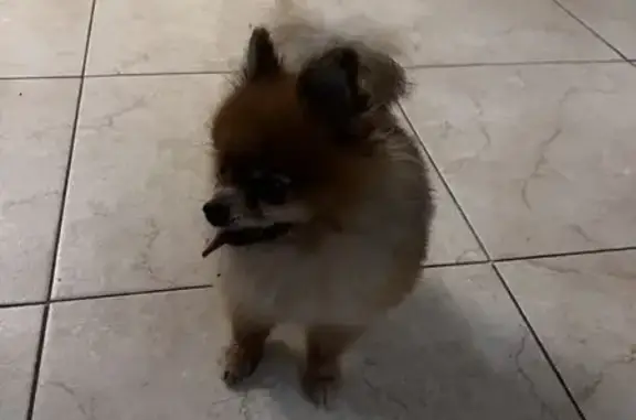 Найдена собака, , фото: Шпиц найден на Клубной, 1, Подольниха