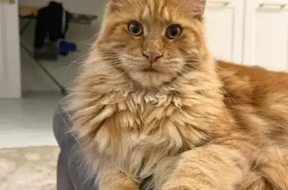 Потерянные животные Московская область, фото: Пропала кошка, Никитское, МО, вознаграждение