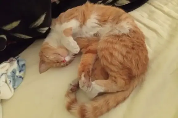 Объявления о пропавших и найденных животных, Владикавказ, фото: Пропала кошка, Ардонская 84, Владикавказ