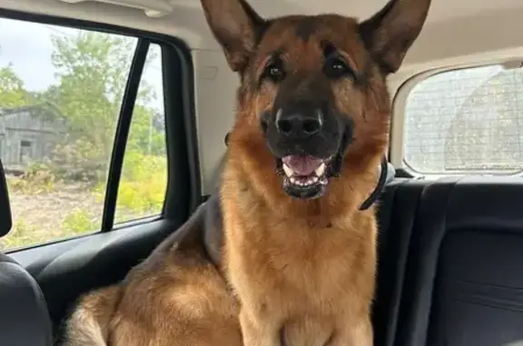 Собака найдена: Шоссейная ул., 11