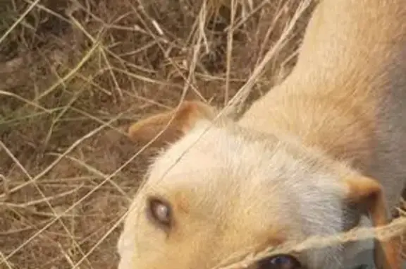 Найдена собака, Майкоп, фото: Найдена собака, Озёрная ул., Адыгея