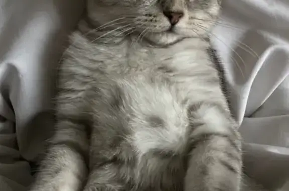 Объявления о пропавших и найденных животных, Выкса, фото: Пропала кошка, 8А, Выкса