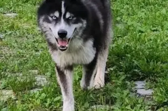 Хаски найдена на Зеленодольской, Н. Новгород