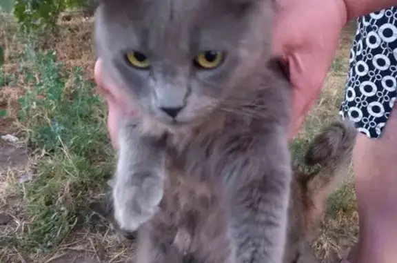 Найдена кошка, , фото: Кошка найдена: ул. Гайдара, 60, Заозёрное