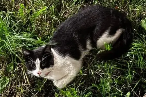 Кошка с красным ошейником на Железноводской 3А