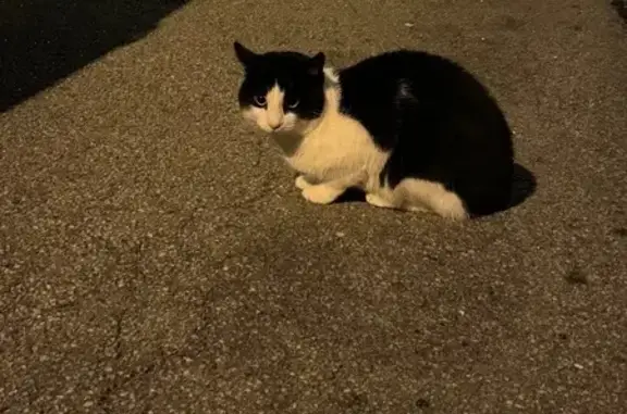 Найдена кошка, Санкт-Петербург, фото: Кошка найдена: Взлётная ул., 7 к1, СПб