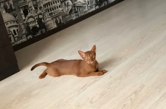 Кошка найдена: Кремлёвская 25, Йошкар-Ола