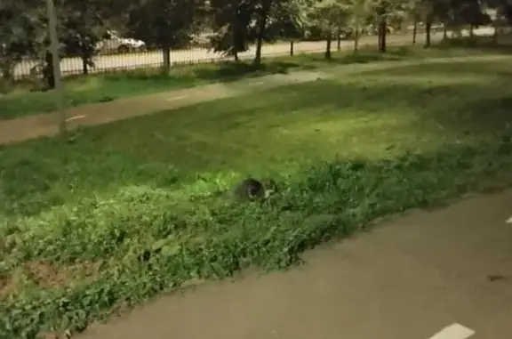 Найдена кошка, Москва, фото: Кошка найдена: Новомарьинская, Москва