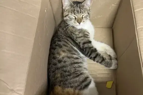 Кошка найдена на Буянова, 120, Самара