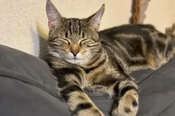 Кошки потеряшки, Минеральные Воды, фото: Потеряшка кошка, Кооперативный пер. 26А