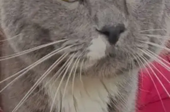 Кошки потеряшки, , фото: Потеряшка кошка, ул. Клубничная, 7 км