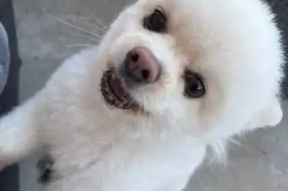 Пропала собака, ул. Лебединая, Крымск