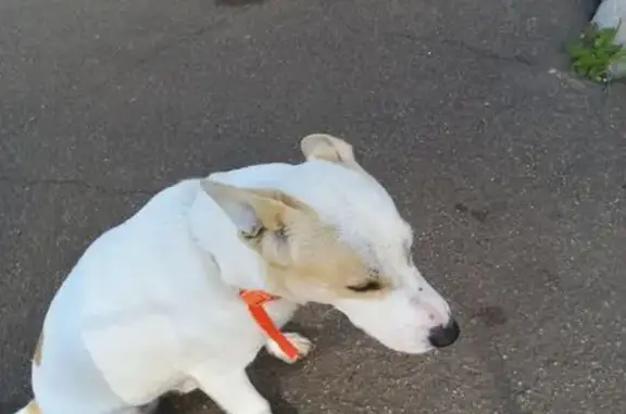 Собака найдена у Оснабрюкская, 8 к1