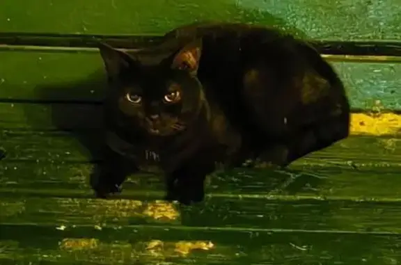 Найдена пушистая кошка, Белгород, Крейда